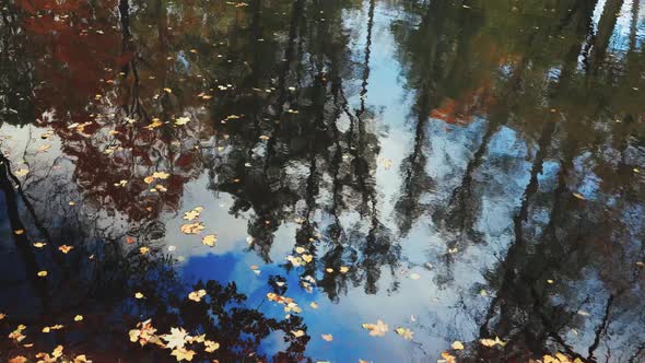 Yellow Autumn Leaves in a Pond with Reflections
