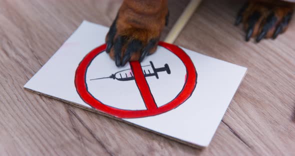 Dog Pokes a Paw at a Sign with Crossedout Syringe Lying on the Floor Top View Close Up
