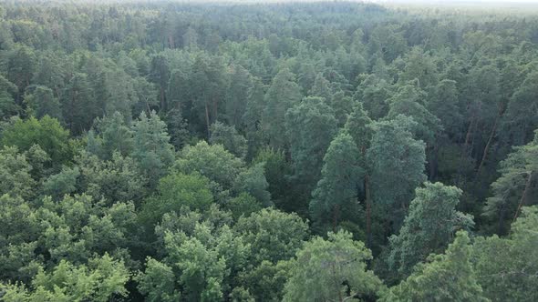 Forest with Trees on a Summer Day Slow Motion alt