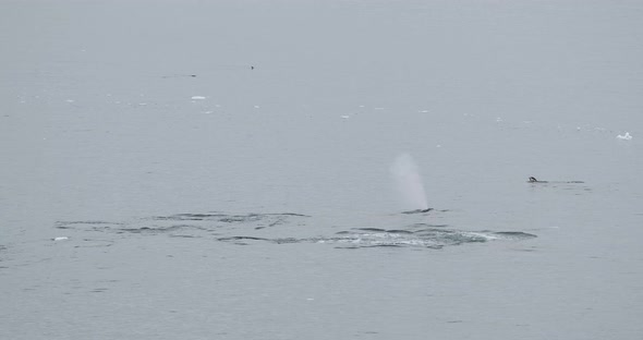 MS Humpback whale (Megaptera novaeangliae) swimming in sea / Antarctica