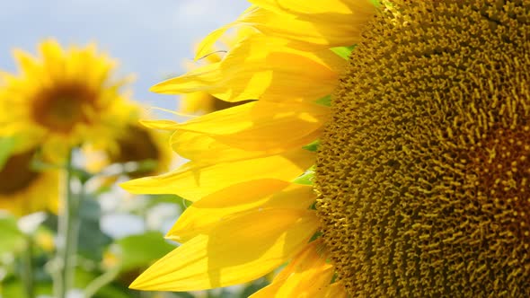 Sunflower Blooming in the Field on Sky Background in Summer Day CloseUp alt