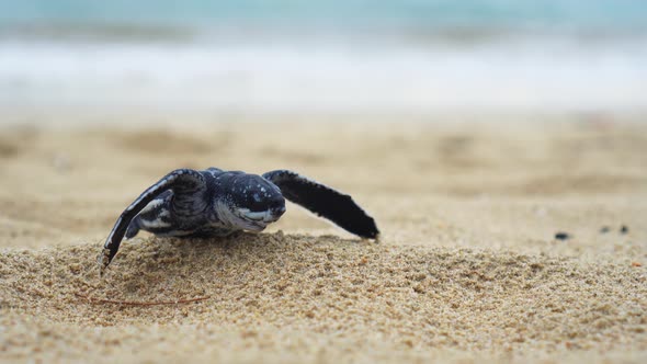 CS - Baby Turtle 02 alt