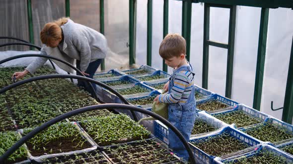 Mother and son water the seedlings in a small greenhouse near the house.