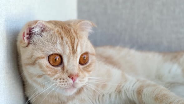 Close Up Portrait of Red British Scottish Fold Cat with Big Brown Eyes alt