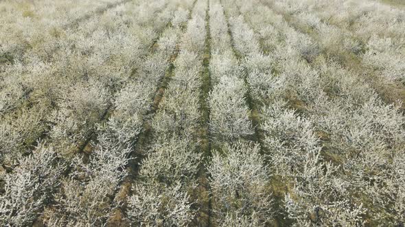 Aerial Photo of Rows of Blooming Cherry Trees in Northern California alt