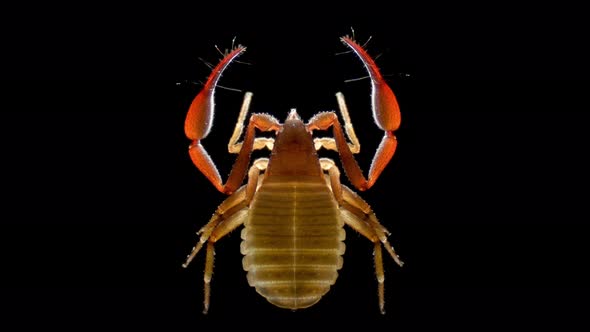 Pseudoscorpionida Under Microscope Family Cheliferidae Possibly Chelifer Cancroides alt