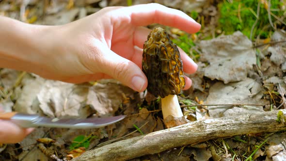 Morchella conica in the spring forest. A girl cuts a mushroom with a special camping knife alt