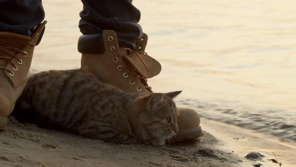 Cat Looking at Waves Near Crop Angler