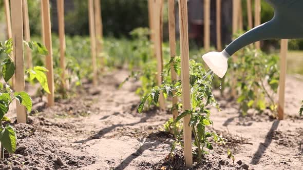 plastic sprinkling can or funnel watering tomato plant in the vegetable garden. organic home grown 