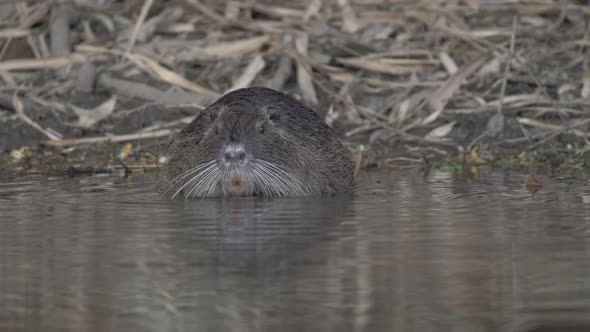 Static front facing shot capturing a cute nutria, myocastor coypus with long whiskers munching on fe alt