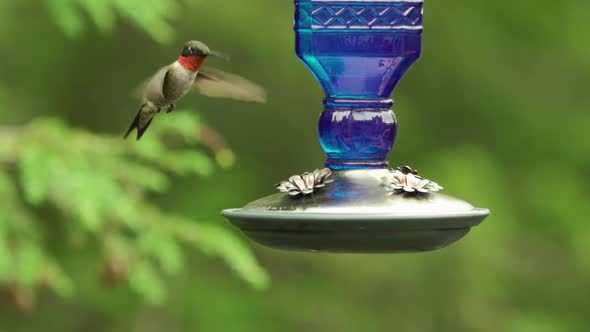 Close up of red throated hummingbird drinking out of feeder in slow motion alt