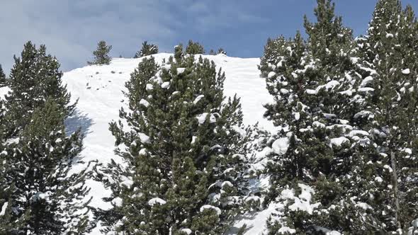 Smooth traveling between snowy trees in Baqueira Beret, in the Pyrenees. in the background a sunny p alt