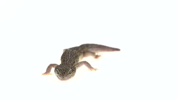 Leopard Gecko Standard Form, Eublepharis Macularius in White Background alt