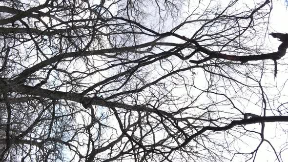 Vertical Video of the Forest with Trees Without Leaves Slow Motion alt