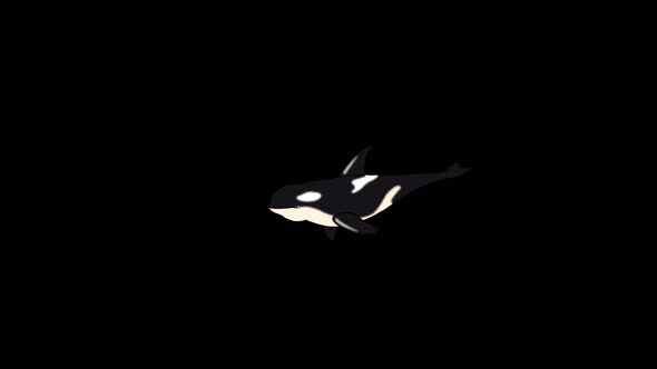 Killer whale underwater alpha matte 4K animation