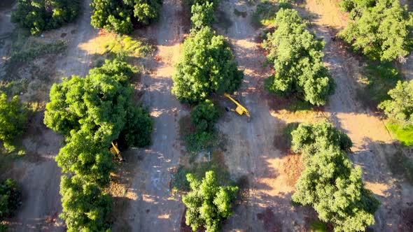 Aerial dolly in of harvester tractors between waru waru avocado plantations in a farm field on a sun alt