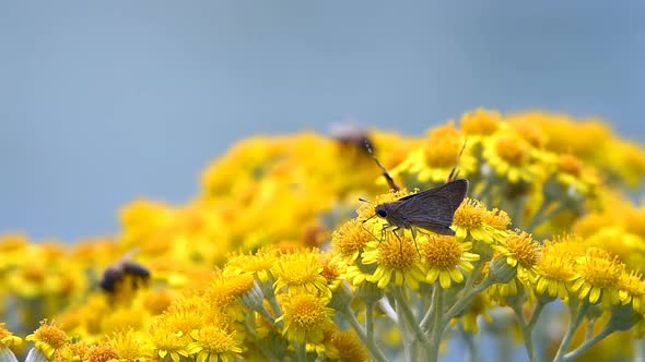 Butterfly Named Vanessa Cardui On Yellow Flowers 13 alt