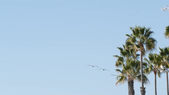 Big Pelican Birds Flying Pelecanus Flock Soaring in Sky