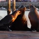 Sea Lion Rookery on Pier California USA - VideoHive Item for Sale