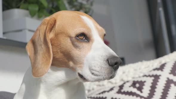 Head Closeup of Beagle Dog in Sun alt