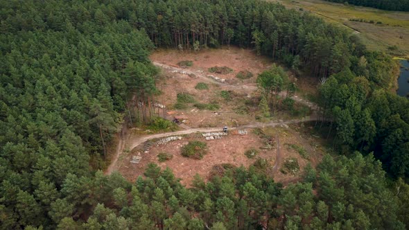 Deforestation of pine forest