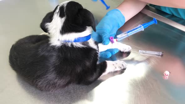 The Veterinarian Treats a Small Puppy He Gives an Injection to the Dog alt