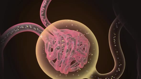 Abdominal area of a human with transparent skin showing the lungs, stomach, int alt