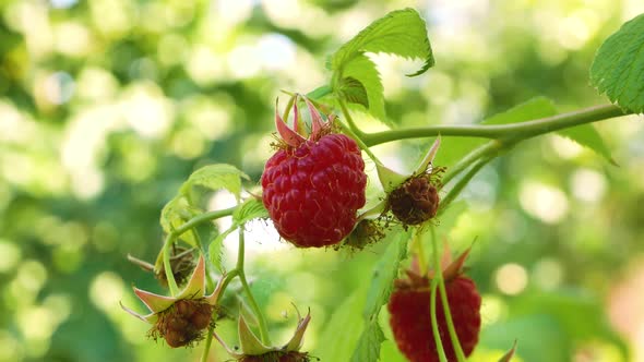 Ripe Sweet Red Raspberries on a Branch
