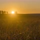 Flat Hill Meadow Timelapse at the Summer Sunset Time - VideoHive Item for Sale