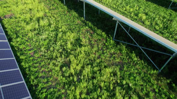 Aerial View of Solar Farm on the Green Field at Sunset Time Solar Panels in Row alt