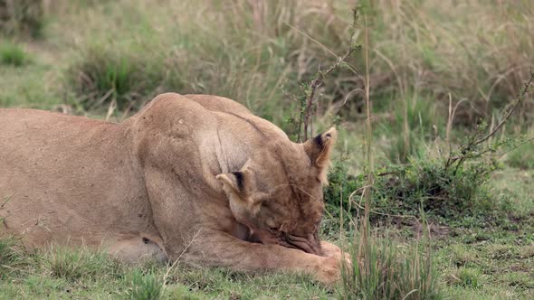 A Lioness in Africa Video Clip