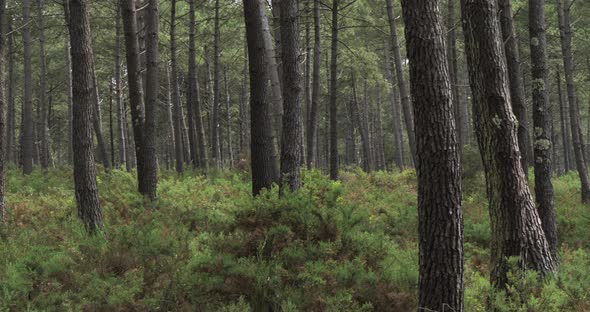 The Landes forest, Nouvelle Aquitaine, France. The Landes forest  is the largest man-made woodland i alt