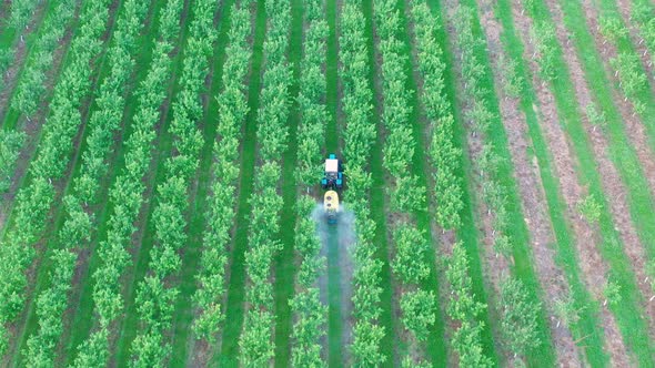 Tractor Spraying Apple Trees In Garden With Herbicides And Pesticides Aerial alt