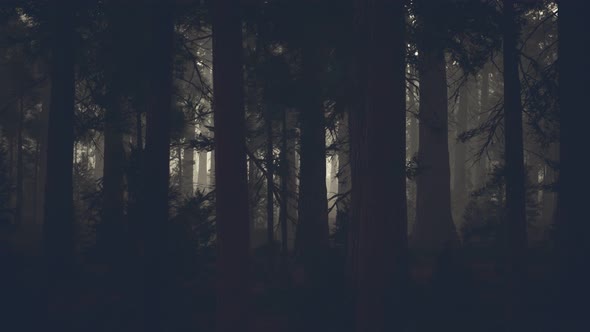 Black Tree Trunk in a Dark Pine Tree Forest alt