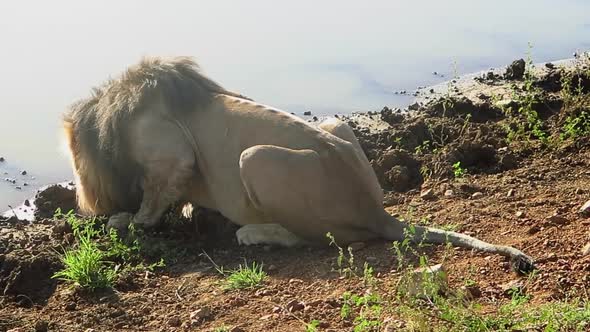 Back lit male African Lion drinks at watering hole in South Africa alt