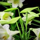 Time Lapse Lilies Opening - VideoHive Item for Sale