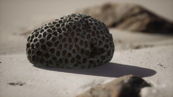 Old Coral on the Sand Beach alt