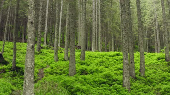 Forest Mountains Hills Nature Green Light Story Magic Sun Wild