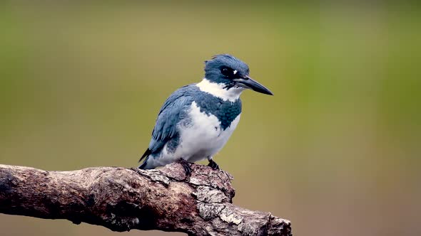 A Belted Kingfisher Video Clip 