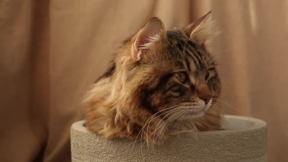 striped cat sits in a grey flower pot alt