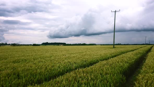 Low flying fast drone over a farmers crop and field in rural countryside alt