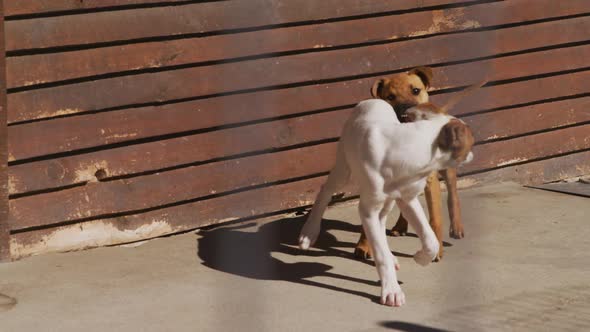 Abandoned dog locked up in a shelter alt