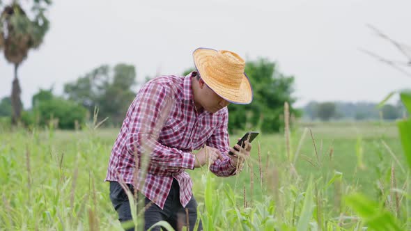 Asian Farmer with smartphone taking picture of rice plant in a rice farm