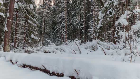 View of a snowy forest with trees covered by snow