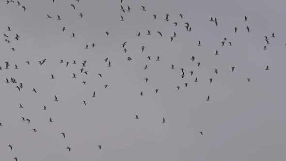 Massive Group of Birds Flying Over White Sky