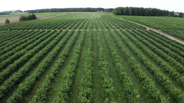 Green Field of Blueberry Plantation in the Sunny Day. Blueberries Before Harvest. Drone Shot of a alt