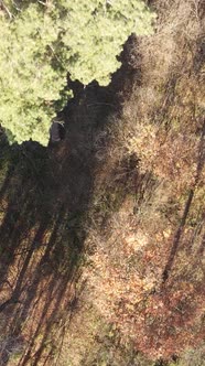 Vertical Video of a Beautiful Forest in the Afternoon Aerial View alt