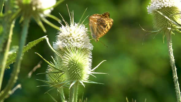 Silver-washed Fritillary (Argynnis paphia), butterfly sits on a flower alt