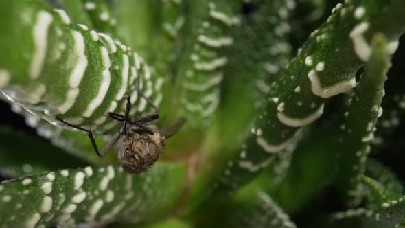 Gray Winged Fly Insect Sits on Evergreen Succulent Plant alt