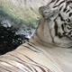white bengal tiger head shot - VideoHive Item for Sale
